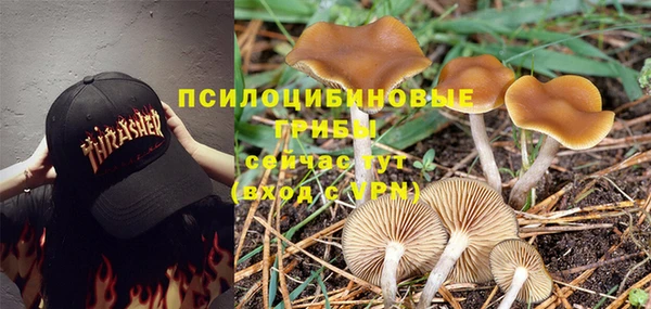 ПСИЛОЦИБИНОВЫЕ ГРИБЫ Балахна